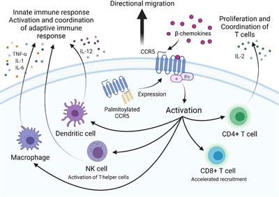 Targeting CCR5 as a Component of an HIV-1 Therapeutic Strategy